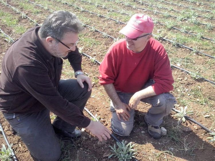Τσάι Ολύμπου (Sideritis scardica) - Το βότανο των Θεών