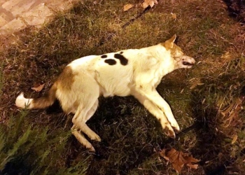 Δηλητηρίασαν (ξανά) σκύλους στο Λιτόχωρο