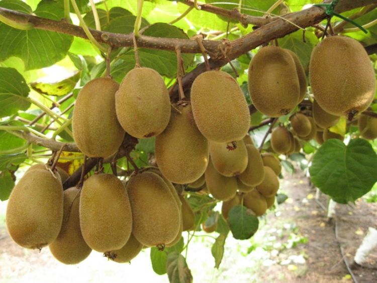 foto_keimeno_dhmhtriadhs