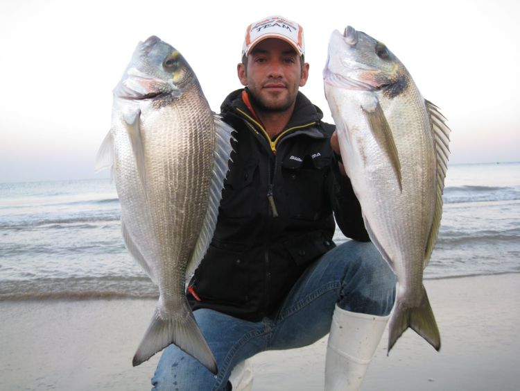 Άγριες τσιπούρες – η χαρά των ψαράδων foto_dhmhtriadhs