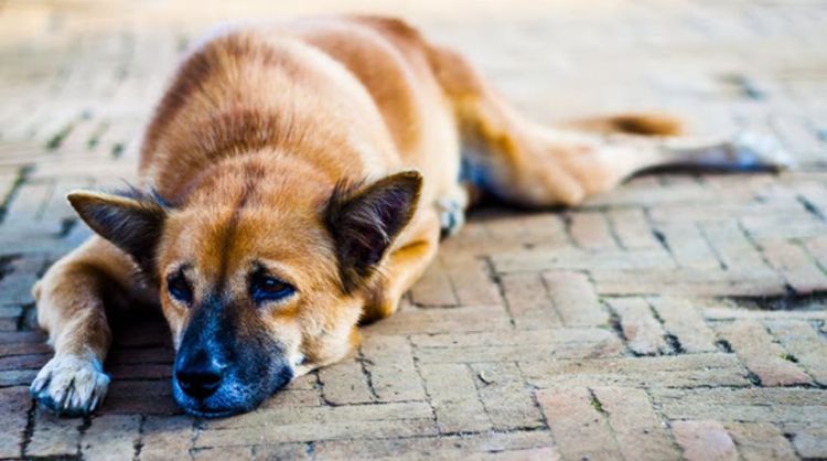 Φάκελος- Διαχείριση Αδέσποτων adespota-zoa-syntrofias