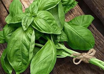 Βασιλικός: Ένα «βασιλικό» βότανο στη διατροφή και την υγεία μας