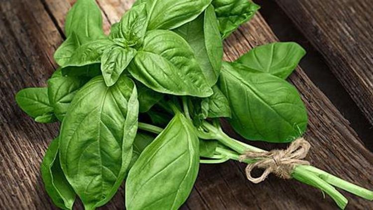 Βασιλικός: Ένα «βασιλικό» βότανο στη διατροφή και την υγεία μας