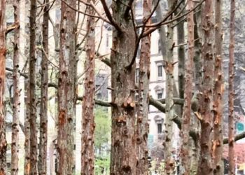 «Δάσος φάντασμα», μια εγκατάσταση της Maya Lin στο Μανχάταν