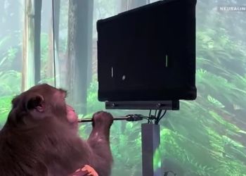 Έλον Μασκ: Παρουσίασε μαϊμού με ασύρματα τσιπάκια να παίζει βιντεο παιχνίδι με το νου της