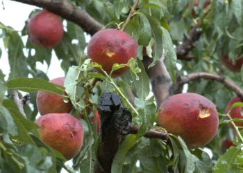 Ολική καταστροφή αγροτικής παραγωγής φρούτων στην Κεντρική Μακεδονία