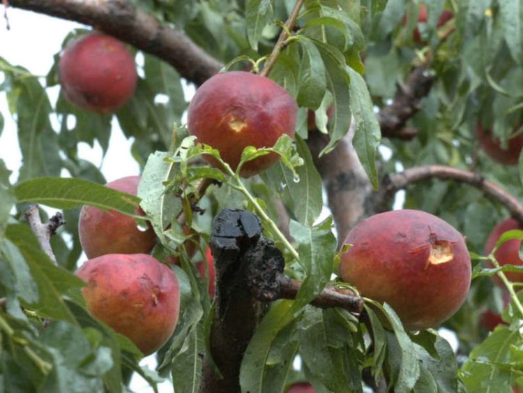 Ολική καταστροφή αγροτικής παραγωγής φρούτων στην Κεντρική Μακεδονία