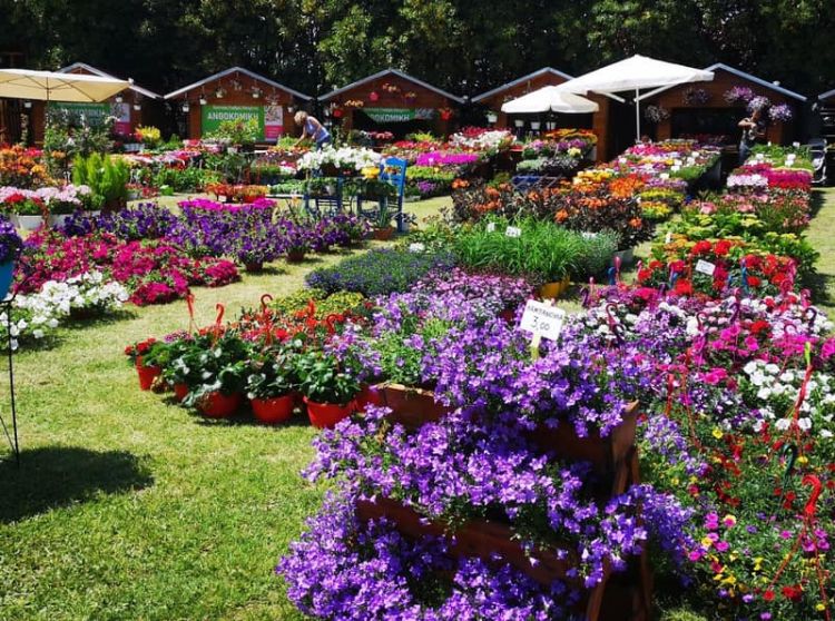 Η Εθελοντική ομάδα δράσης Πιερίας διοργανώνει την  4η Ανθοκομική Έκθεση Κατερίνης