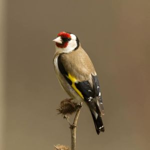 ΙΣΤΟΡΙΕΣ ΚΑΡΑΝΤΙΝΑΣ – Σύλλογος Προστασίας Κουνουπιών