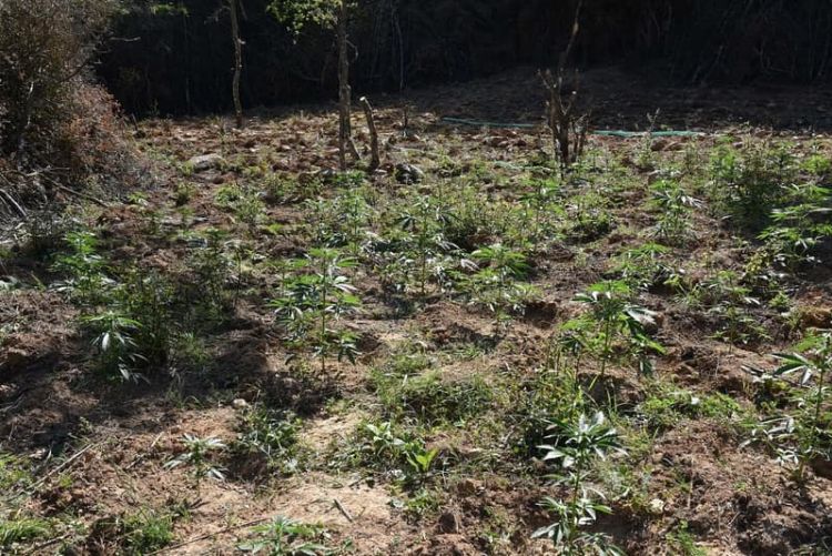 Εντοπισμός φυτείας σε δασώδη περιοχή στο Κιλκίς με περισσότερα από 1.100 δενδρύλλια κάνναβης