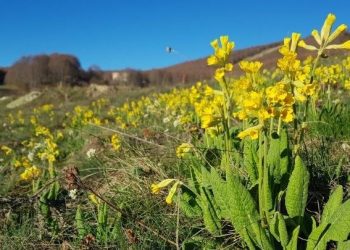 «Λουλούδι του Δαρβίνου»: καλλιεργείται για πρώτη φορά, σε βουνό της Δυτικής Μακεδονίας