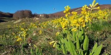 «Λουλούδι Του Δαρβίνου»: Καλλιεργείται Για Πρώτη Φορά, Σε Βουνό Της Δυτικής Μακεδονίας