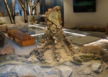 Πρωτοπευκίδες, Κανελόδενδρα, Δαφνίδες, Λεύκες , Τα Νέα Ευρήματα, Στο Μουσείο Φυσικής Ιστορίας Απολιθωμένου Δάσους