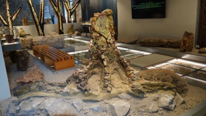 Πρωτοπευκίδες, Κανελόδενδρα, Δαφνίδες, Λεύκες , Τα Νέα Ευρήματα, Στο Μουσείο Φυσικής Ιστορίας Απολιθωμένου Δάσους