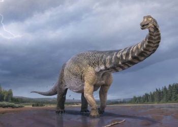 Ο δεινόσαυρος «Αυστραλοτιτάν» είχε μήκος όσο ένα γήπεδο μπάσκετ και ύψος 6,5 μέτρων