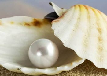 Μαργαριτάρια στην Έκθεση Ιδεών