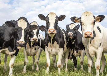 To κυνήγι του μεθανίου