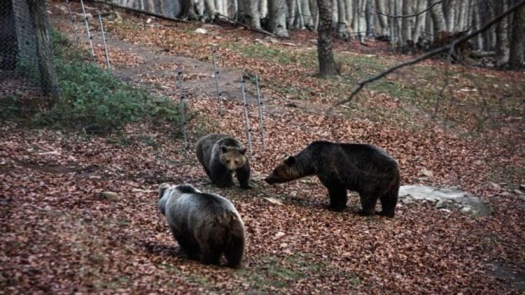 Έξι ορφανά άγρια ζώα στο Κέντρο Επανένταξης του Αρκτούρου