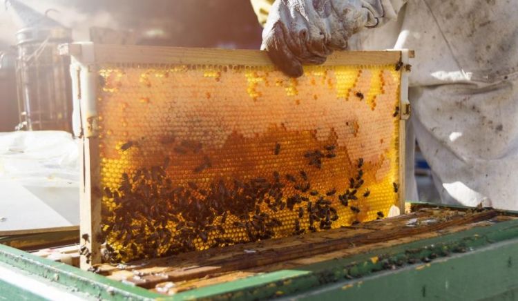 Ενισχύεται η μελισσοκομία
