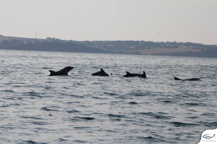Τα δελφίνια του Θερμαϊκού καταγράφει η οργάνωση Isea