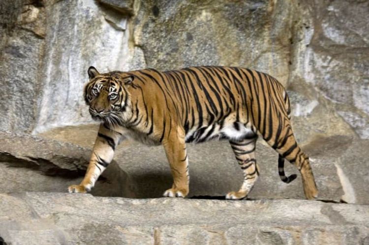 Δύο τίγρεις της Σουμάτρας προσβλήθηκαν από κορονοϊό σε ζωολογικό κήπο
