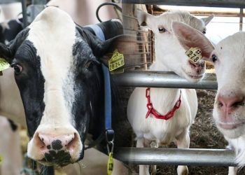 Αέρια Θερμοκηπίου: 20 Κτηνοτροφικές Εταιρείες Ρυπαίνουν Περισσότερο Από Γαλλία, Γερμανία, Βρετανία