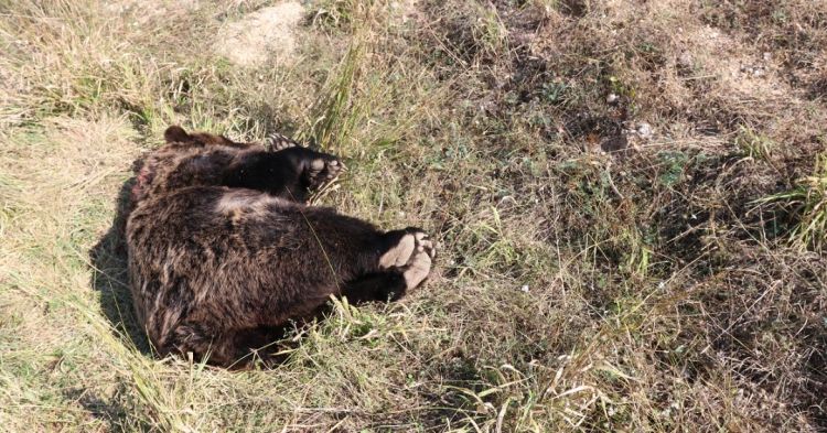 Νεκρή αρκούδα από πυροβολισμό