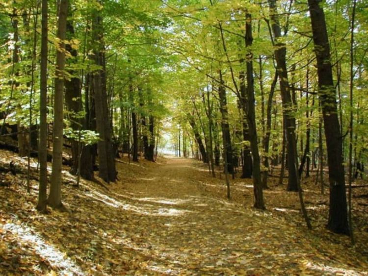 Οκτώβριος, ιδανικός μήνας για περίπατο στο δάσος