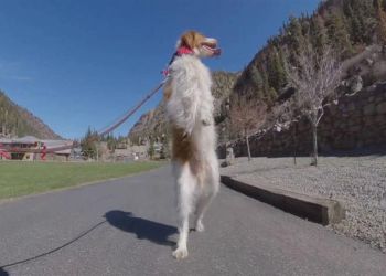 Dexter, ο σκύλος που έχασε ένα πόδι σε ατύχημα και έμαθε να περπατά σαν άνθρωπος