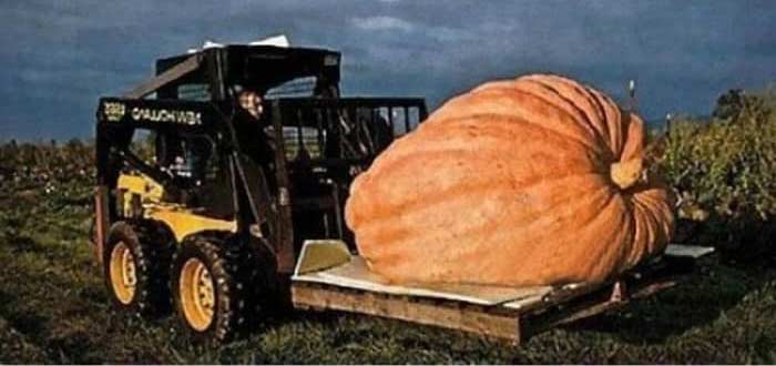 Κολοκύθα, το λαχανικό του φθινοπώρου Κολοκύθες – ένα φθινοπωρινό λαχανικό