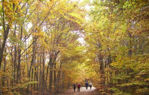 Το μονοπάτι της αγάπης – μια ωραία εκδρομή στην Άνω Μηλιά