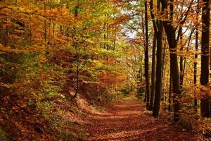 Το μονοπάτι της αγάπης – μια ωραία εκδρομή στην Άνω Μηλιά