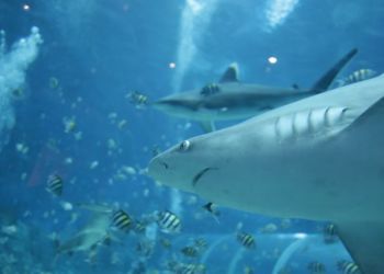 Επιστήμη – Καρχαρίες και Κορονοϊός – Τα… άτρωτα αντισώματα