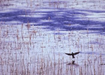 Καταργήθηκε ο Φορέας Διαχείρισης Προστατευόμενων Περιοχών Θερμαϊκού Κόλπου