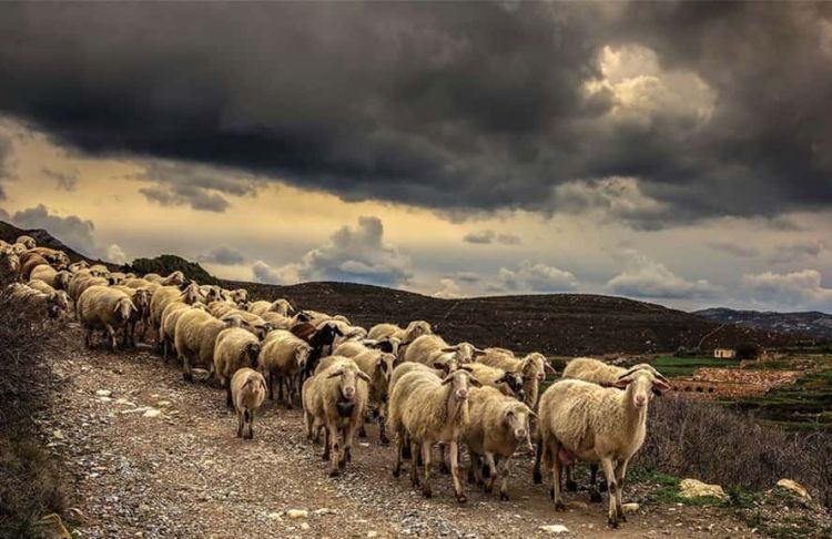 Τα αυξημένα προβλήματα αγροτών – κτηνοτρόφων
