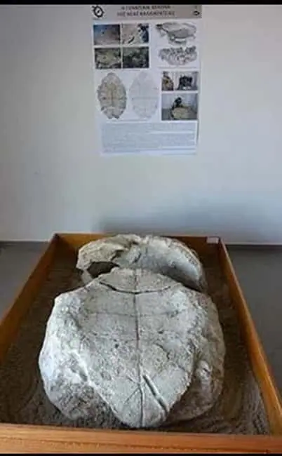 Πιερία: Πριν από εκατομμύρια χρόνια..