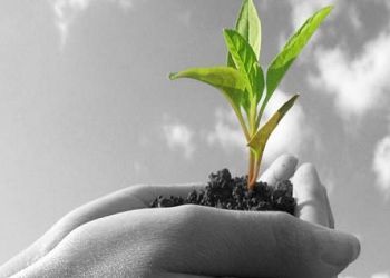 Γεωργία χαμηλού άνθρακα