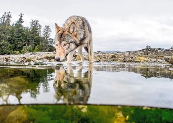 Η Αλήθεια Για Τους Λύκους Με Στοιχεία Δια Στομάτος Του Προέδρου Της Κ.Σ.Ε. Γ. Αραμπατζή – Βίντεο