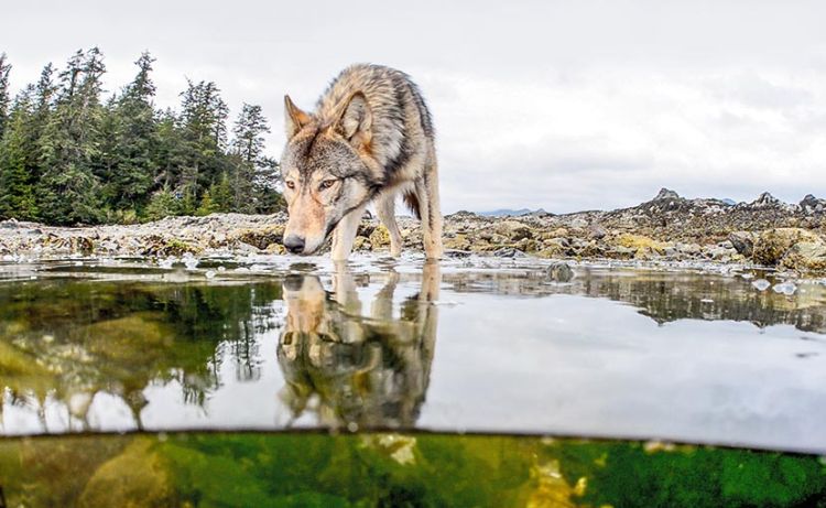 Η Αλήθεια Για Τους Λύκους Με Στοιχεία Δια Στομάτος Του Προέδρου Της Κ.Σ.Ε. Γ. Αραμπατζή – Βίντεο