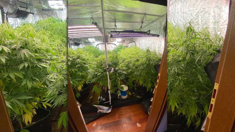 Καλλιεργούσε 12 δενδρύλλια κάνναβης