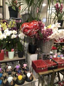 Κατερίνη: Ο Άγιος Βαλεντίνος δίνει χρώμα στην πόλη και αλλάζει  την αισθητική της 