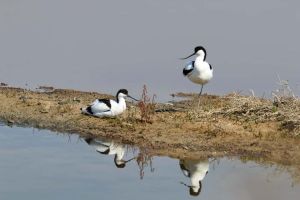 Παγκόσμια Ημέρα Υγροτόπων 2022: έκκληση για δράση για τους υγροτόπους Παγκόσμια Ημέρα Υγροτόπων 2022: έκκληση για δράση για τους υγροτόπους
