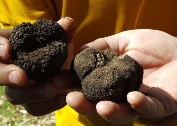 Έναρξη περιόδου Κυνηγιού Τρούφας στα Μετέωρα