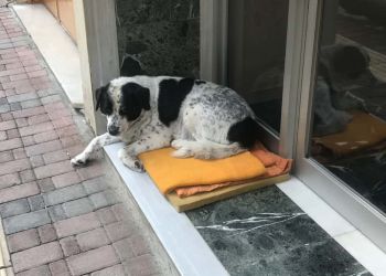 Όσο  υπάρχουν άνθρωποι, υπάρχει ελπίδα.