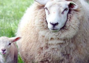 Αποσύρθηκε η διάταξη για τον σφαγιασμό ζώων χωρίς αναισθητοποίηση