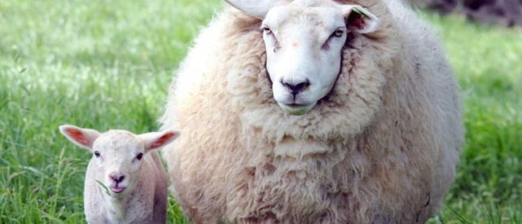 Αποσύρθηκε η διάταξη για τον σφαγιασμό ζώων χωρίς αναισθητοποίηση