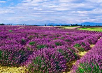 Αυτόματο προσχέδιο