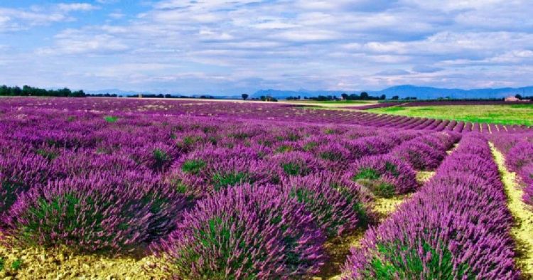 Δίκτυο «ΠΕΡΡΑΙΒΙΑ»: Σε πλήρη εξέλιξη το έργο Olympus+ για τα ΑΡΩΜΑΤΙΚΑ -ΦΑΡΜΑΚΕΥΤΙΚΑ ΦΥΤΑ ΤΟΥ ΟΛΥΜΠΟΥ Αυτόματο προσχέδιο