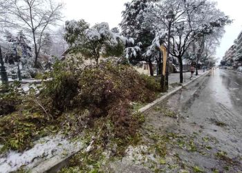 Δήμος Κατερίνης: Ο Μαρτιάτικος χιονιάς έριξε δέντρα στο πάρκο