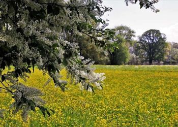 Δασωμένοι αγροί – Τι προβλέπει η ρύθμιση